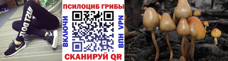 купить наркотики цена Калач Псилоцибиновые грибы Cubensis